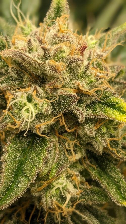 Showcasing my own strain!. Week 7