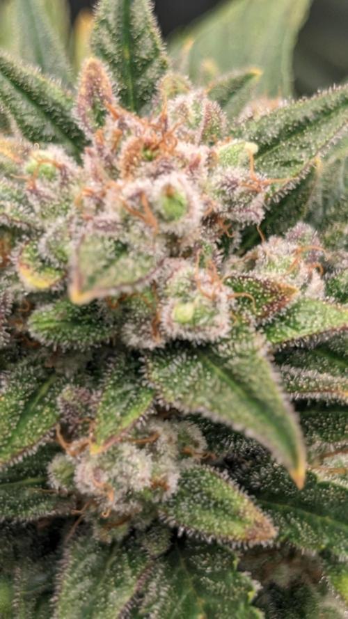 Rainbow Belts Auto by Zamnesia. Week 7