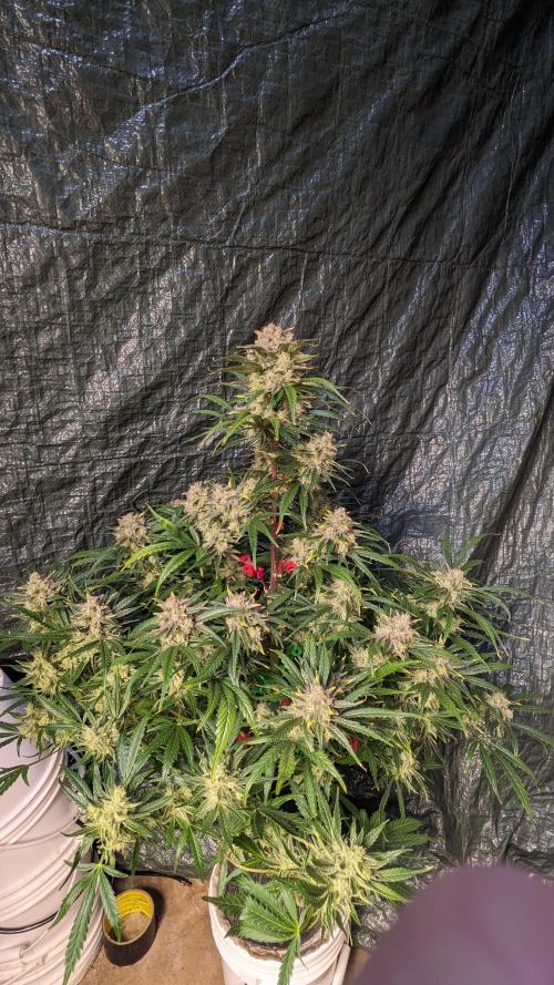 Showcasing my own strain!. Week 8