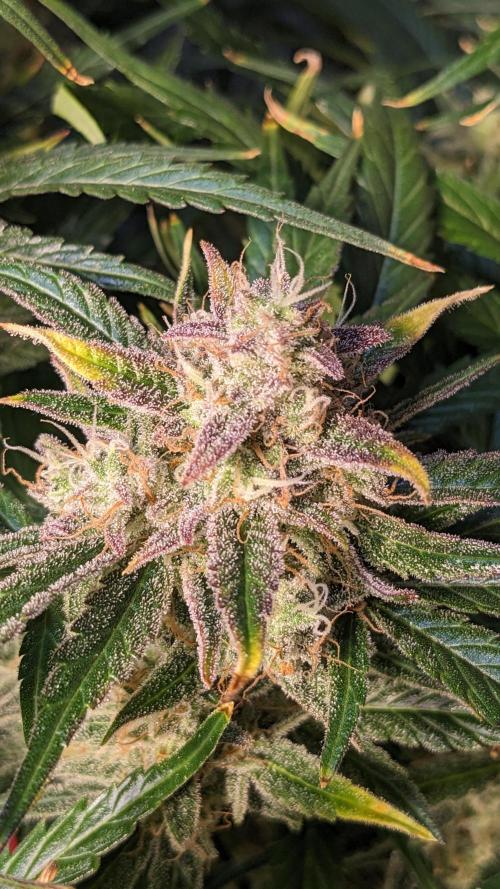 Showcasing my own strain!. Week 8