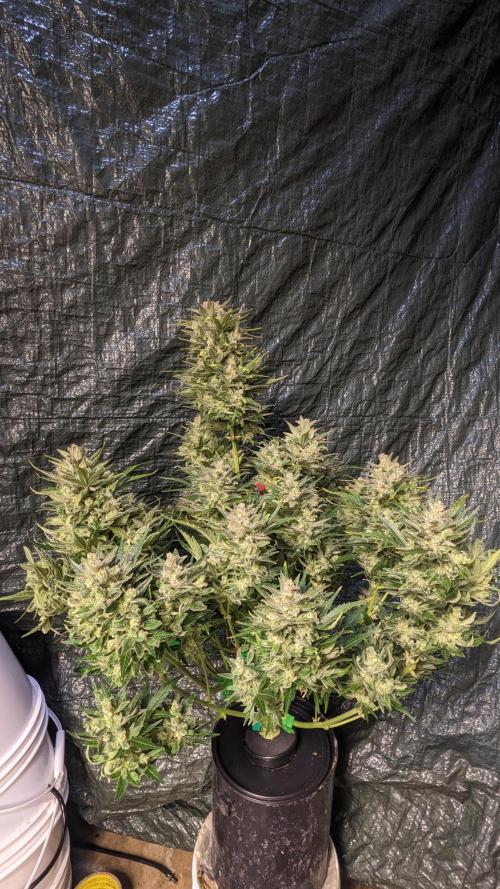 Rainbow Belts Auto by Zamnesia. Week 8
