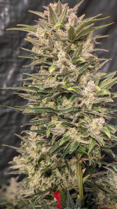 Rainbow Belts Auto by Zamnesia. Week 8