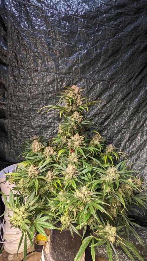 Showcasing my own strain!. Week 8