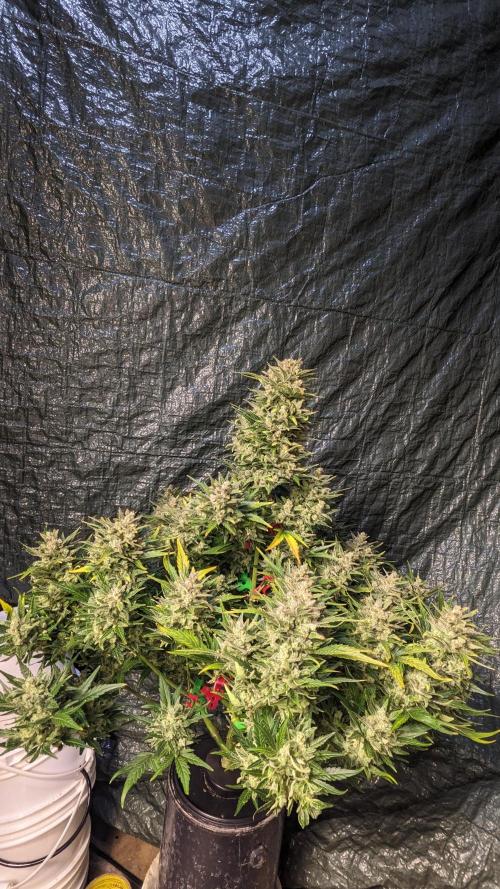 Rainbow Belts Auto by Zamnesia. Week 8