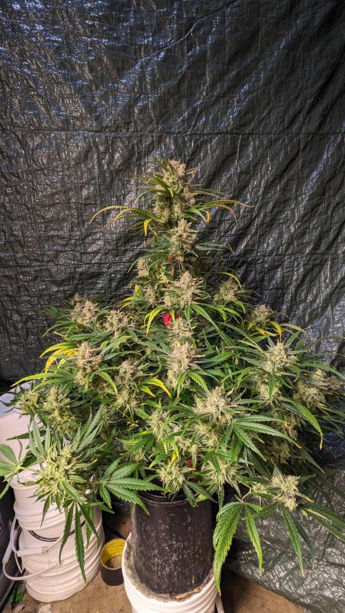 Showcasing my own strain!. Week 9