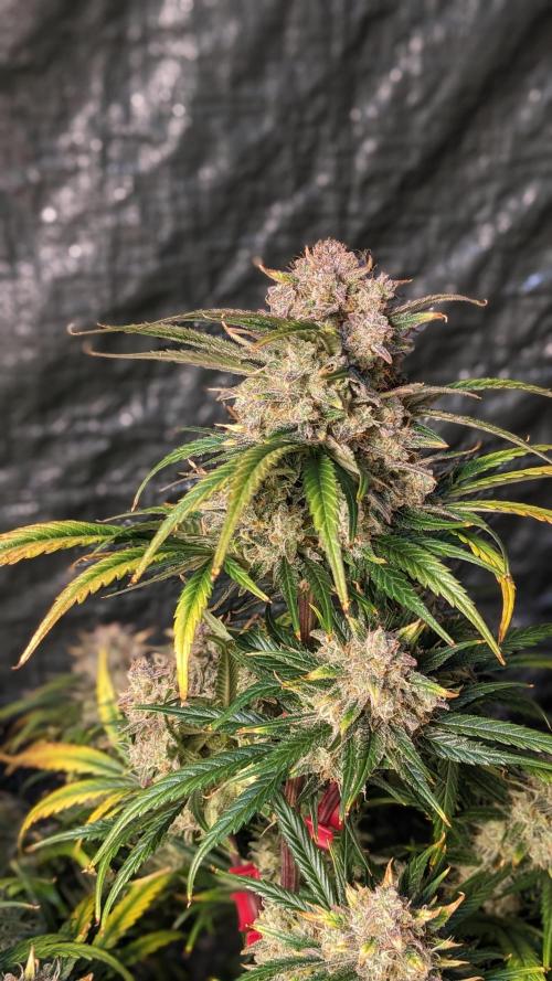 Showcasing my own strain!. Week 9