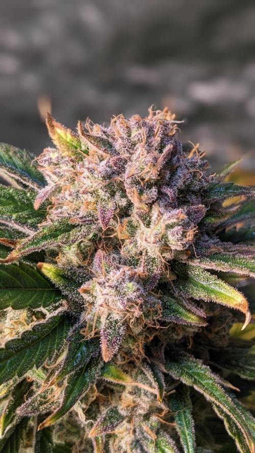 Showcasing my own strain!. Week 9
