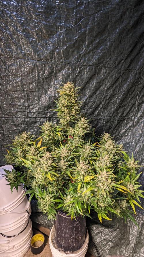 Rainbow Belts Auto by Zamnesia. Week 9