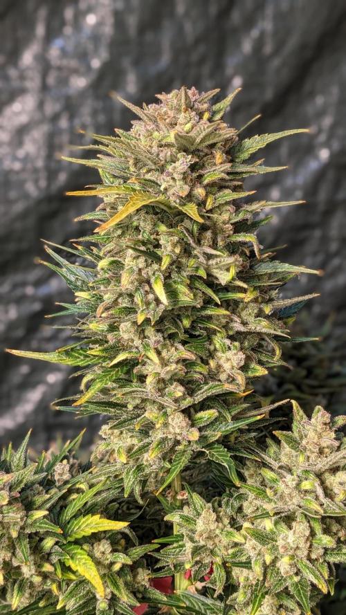 Rainbow Belts Auto by Zamnesia. Week 9