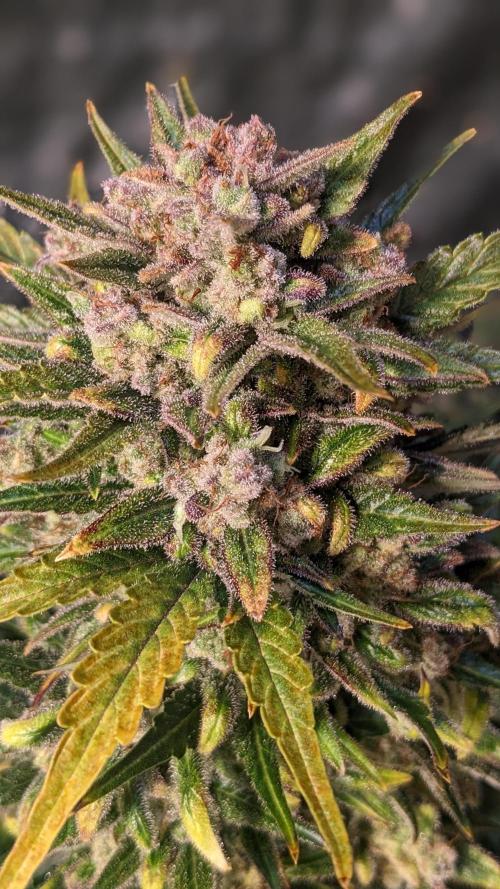 Rainbow Belts Auto by Zamnesia. Week 9