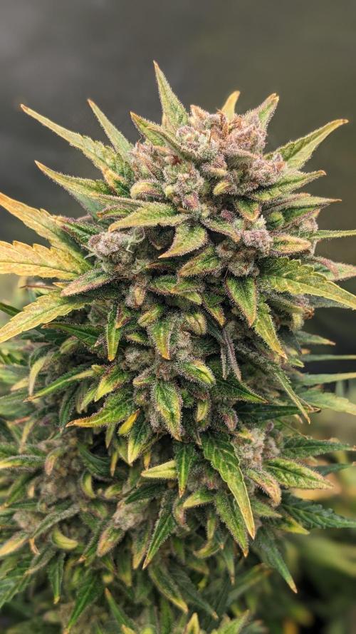 Rainbow Belts Auto by Zamnesia. Week 9