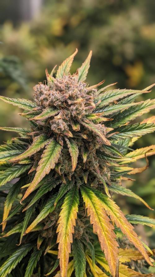 Showcasing my own strain!. Week 9