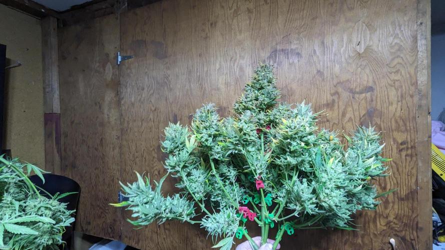 Rainbow Belts Automatic. Week 10