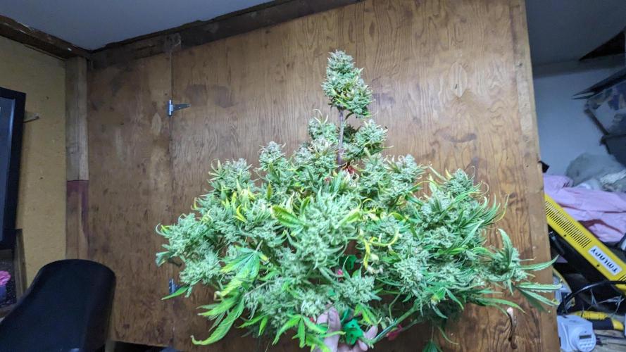Showcasing my own strain!. Week 10