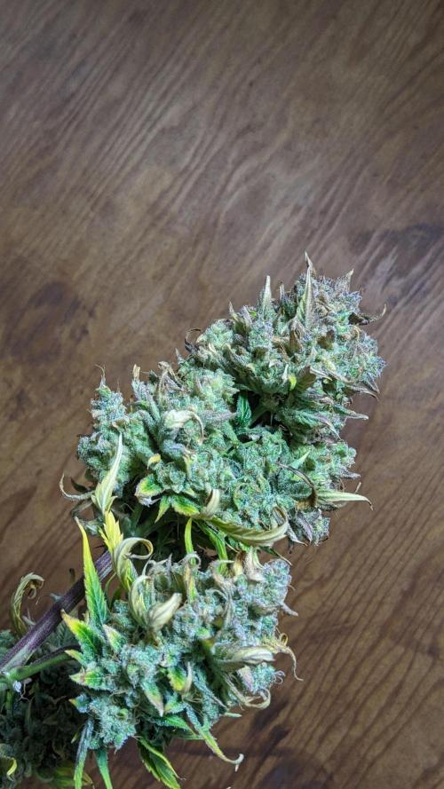 Showcasing my own strain!. Week 10
