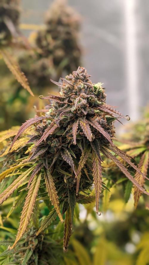 Zamnesia Seeds - Sticky Broccoli Automatic door GroloCup