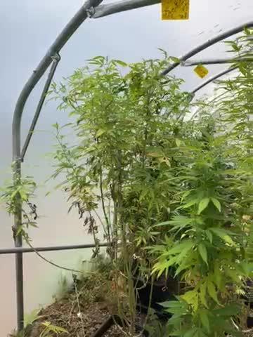 Indoor outdoor  session