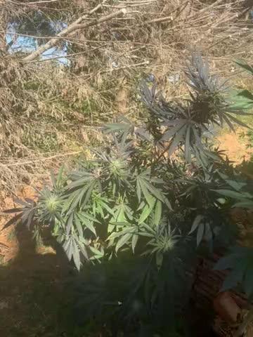 Test ukhta  seeds