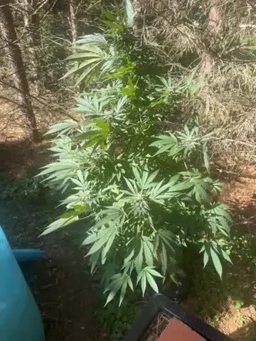 Paradise seeds eleven roses test