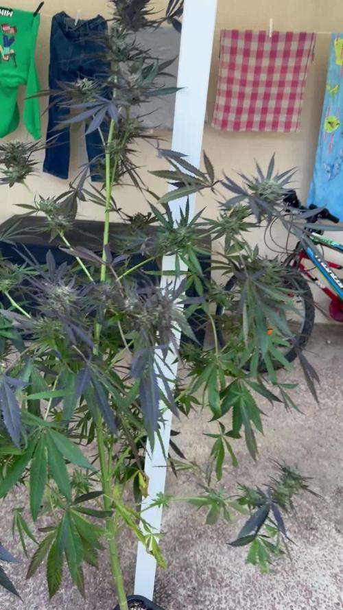 Paradise seeds eleven roses test