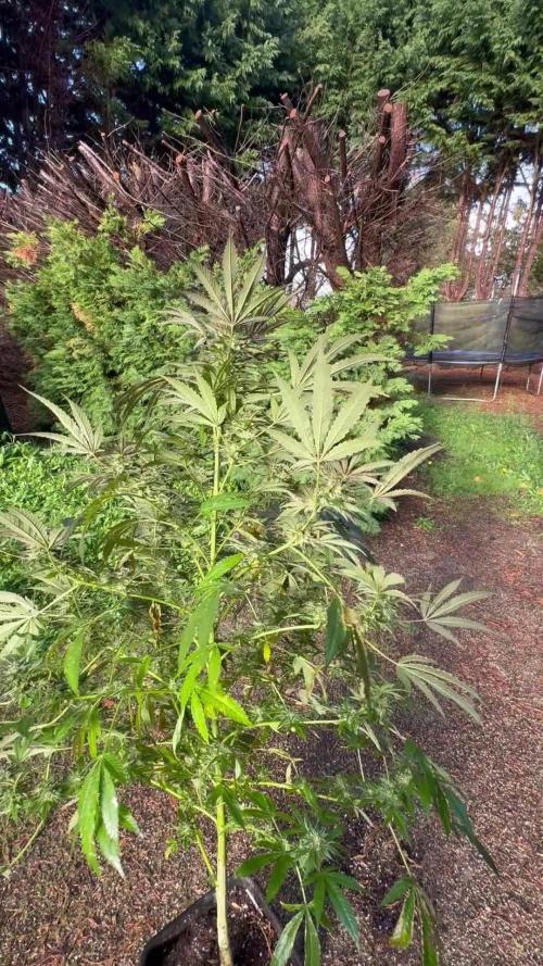 Paradise seeds eleven roses test