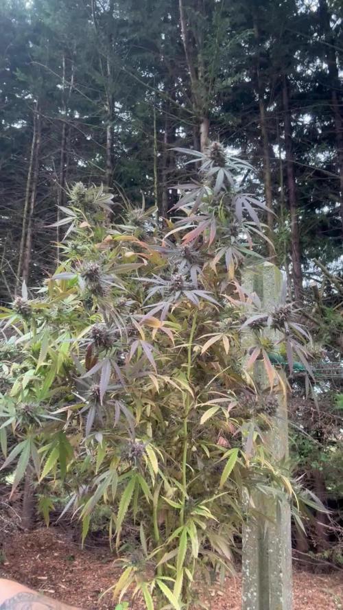 Indoor outdoor  session