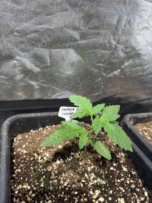 Test plusieurs variétés !!. Week 2