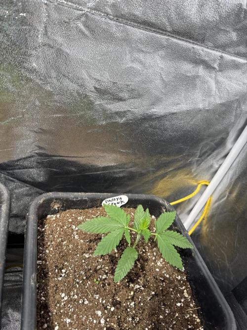 Test plusieurs variétés !!. Week 2