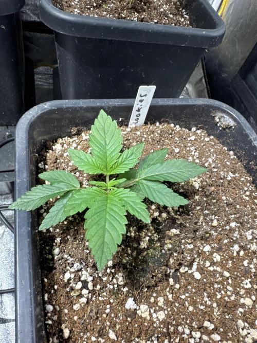 Test plusieurs variétés !!. Week 2