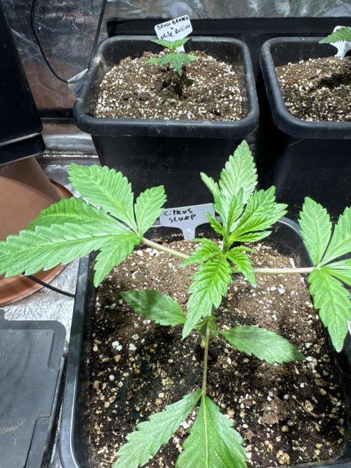 Test plusieurs variétés !!. Week 2