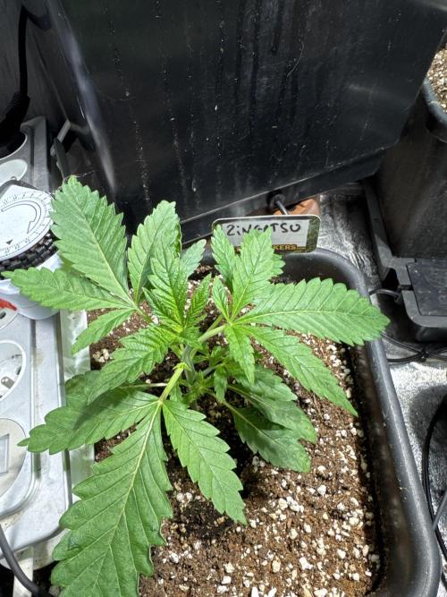 Test plusieurs variétés !!. Week 2
