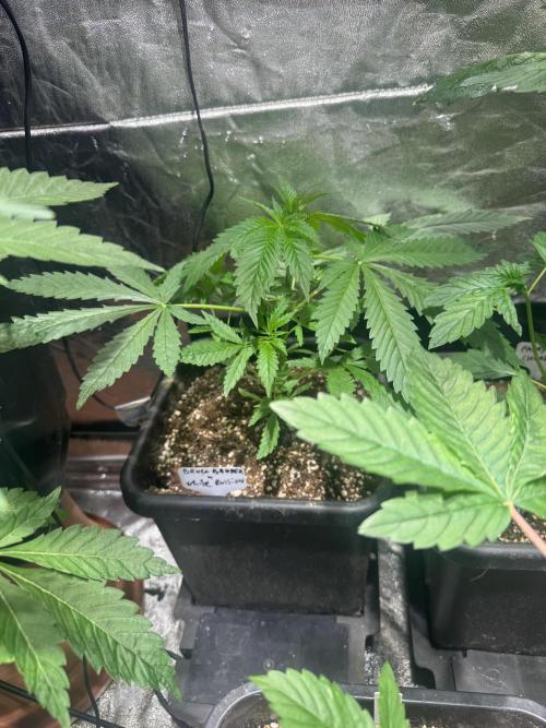 Test plusieurs variétés !!. Week 4