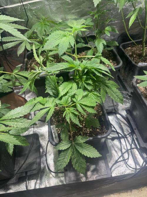 Test plusieurs variétés !!. Week 4