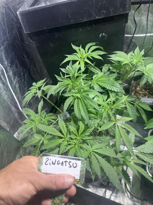Test plusieurs variétés !!. Week 4