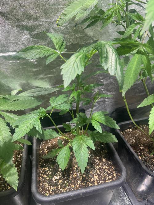 Test plusieurs variétés !!. Week 4