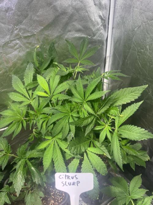 Test plusieurs variétés !!. Week 4