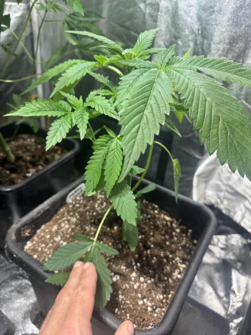 Test plusieurs variétés !!. Week 4