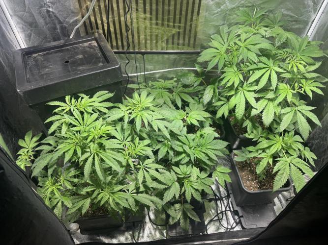 Test plusieurs variétés !!. Week 4