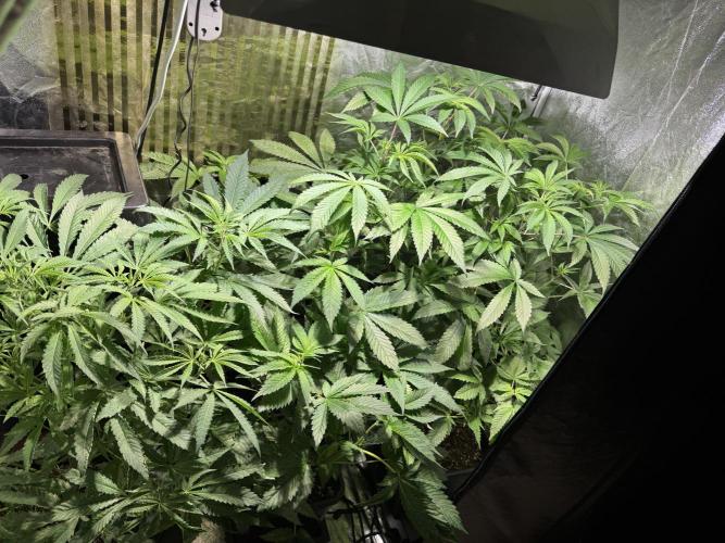 Test plusieurs variétés !!. Week 6
