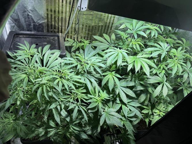 Test plusieurs variétés !!. Week 6