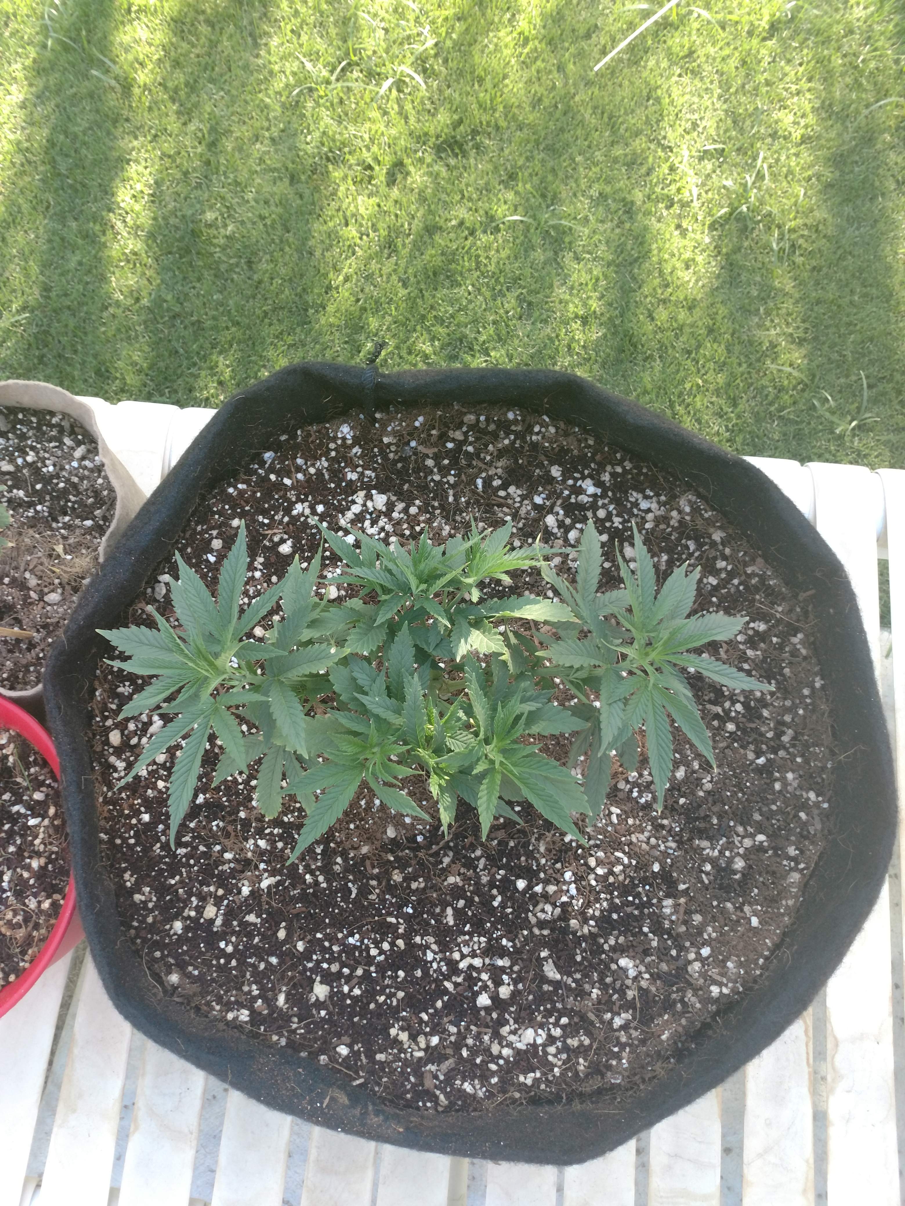 Seedsman Blueberry grow diary (journal) week6 by MuffyGrows GrowDiaries