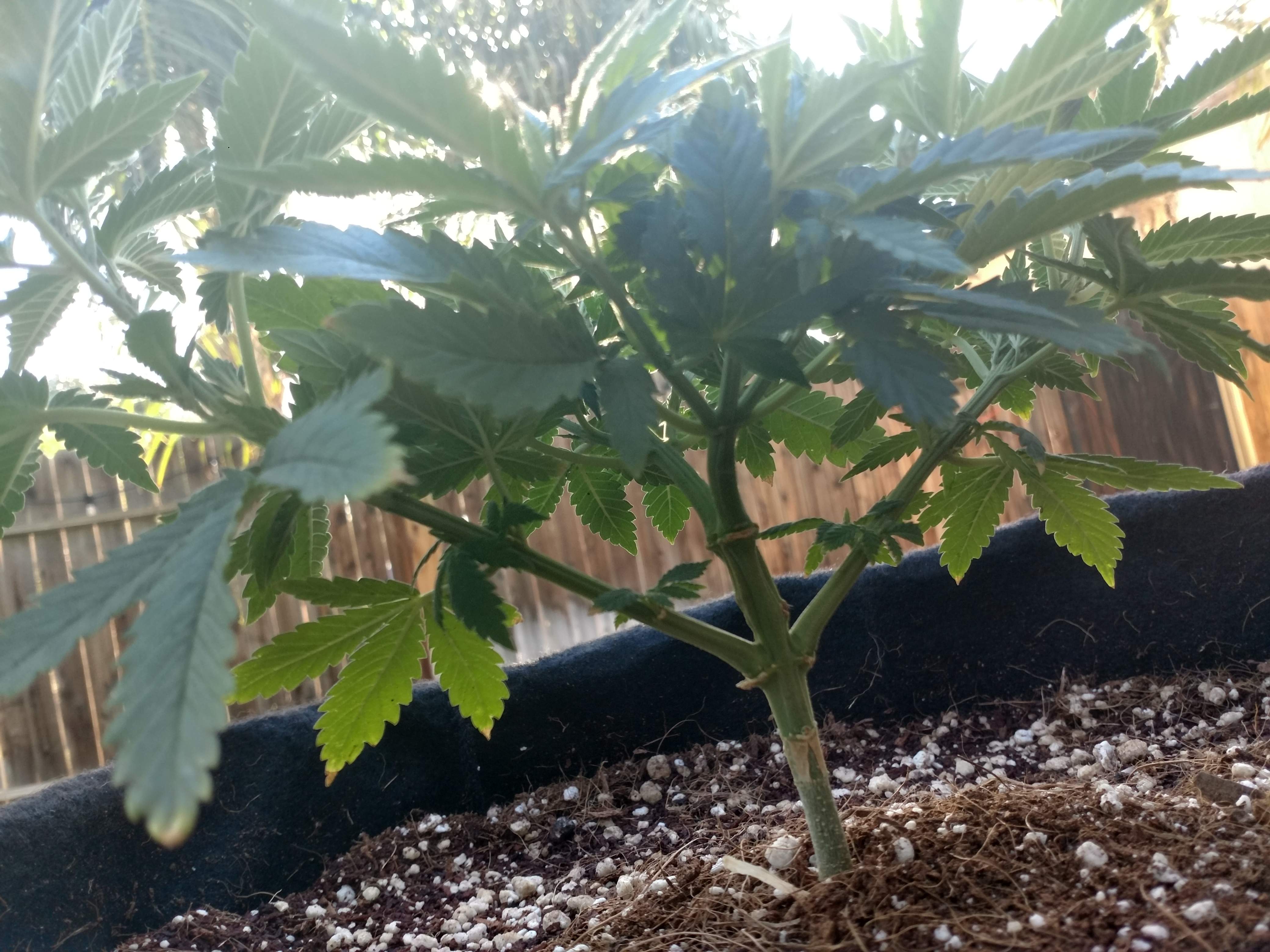 Seedsman Blueberry grow diary (journal) week6 by MuffyGrows GrowDiaries