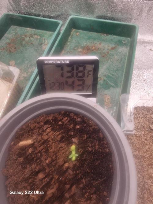 Purple Freak. Week 1