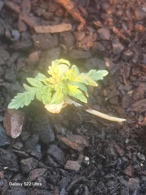 Purple Freak. Week 2