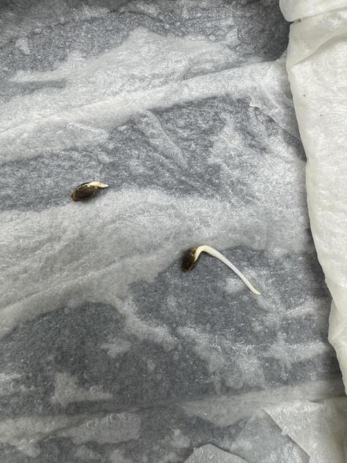 Multi strain run. Week 0 - 808 Genetics

Started germinating 10/08. Picture was taken 24 hours later 10/09.
