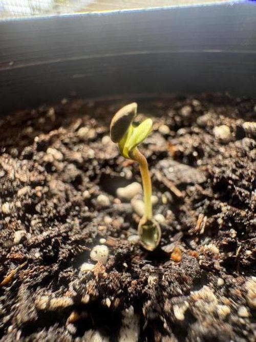 Multi strain run. Week 0 - Grape Melon Burst 