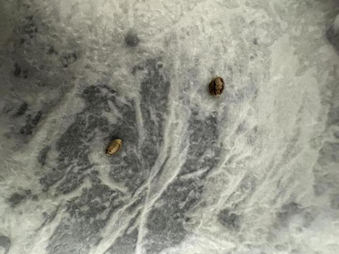 Multi strain run. Week 0 - Katsu seeds 
Germination started 10/09