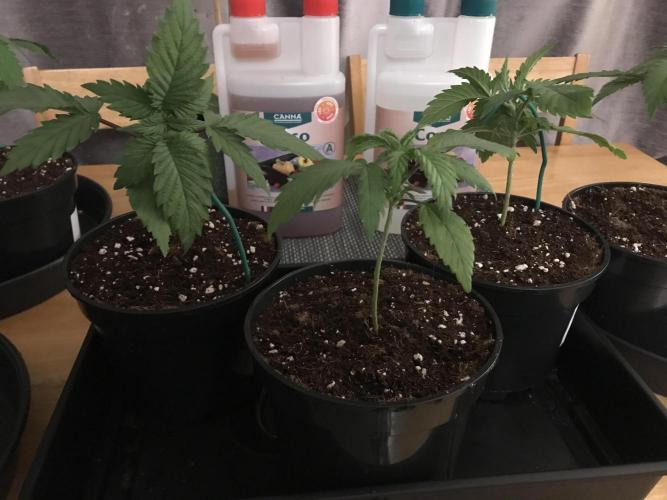 3x marshydro tsl 2000 grow. Week 2 - Exodus cheese