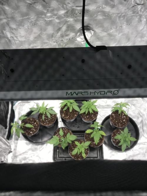 3x marshydro tsl 2000 grow. Week 2 - Mars hydro tsl2000