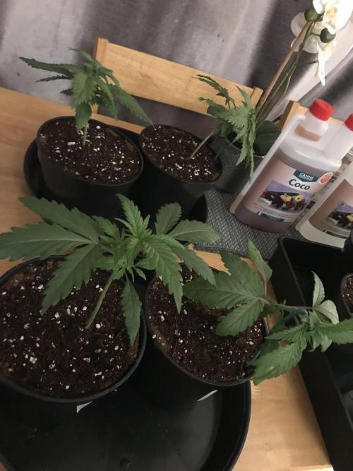 3x marshydro tsl 2000 grow. Week 2 - Critical orange punch 